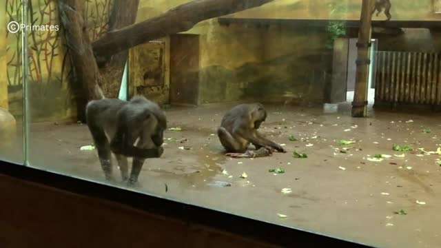 In 'World First', Female Monkey Eats Dead Baby After Carrying It For Days